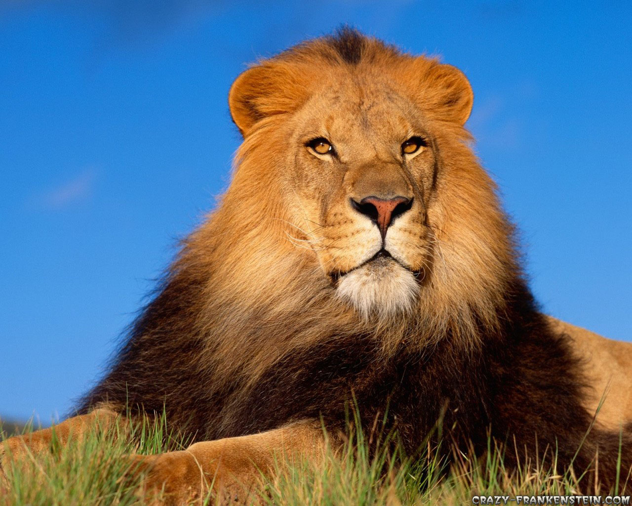 Male Lion Wallpapers 10