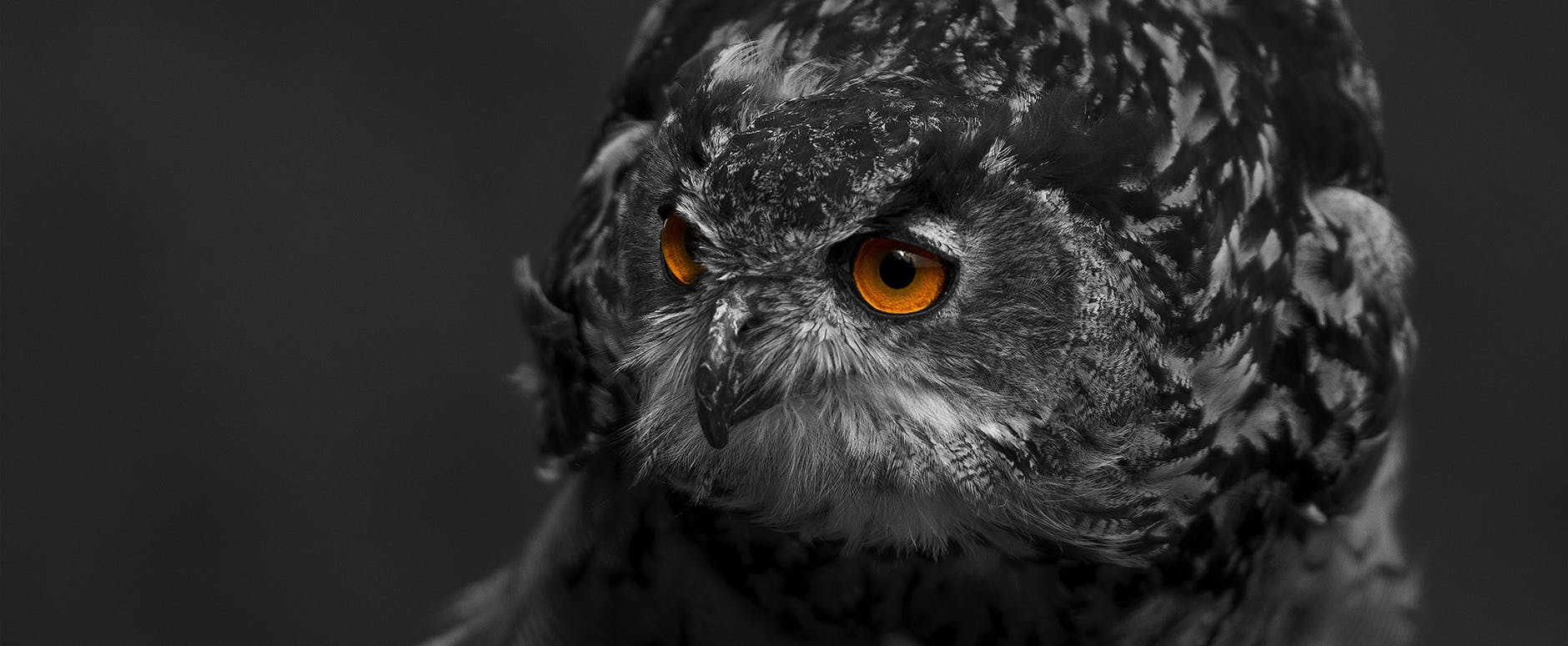 animal avian beak bird