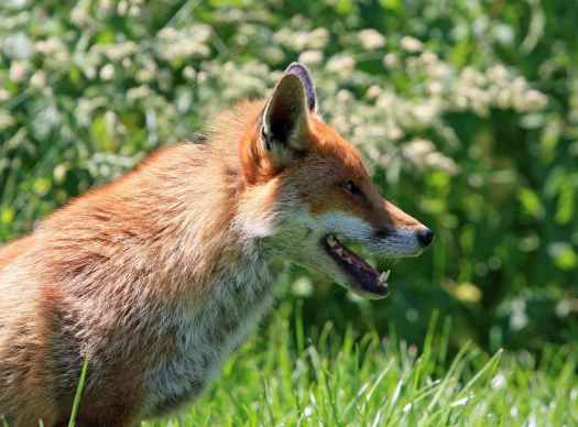 brown fox in green grass field during daytime
