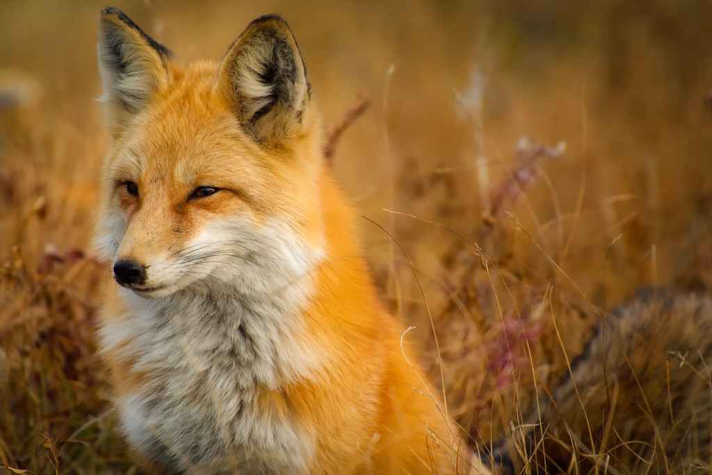(Free) Foxes 2019