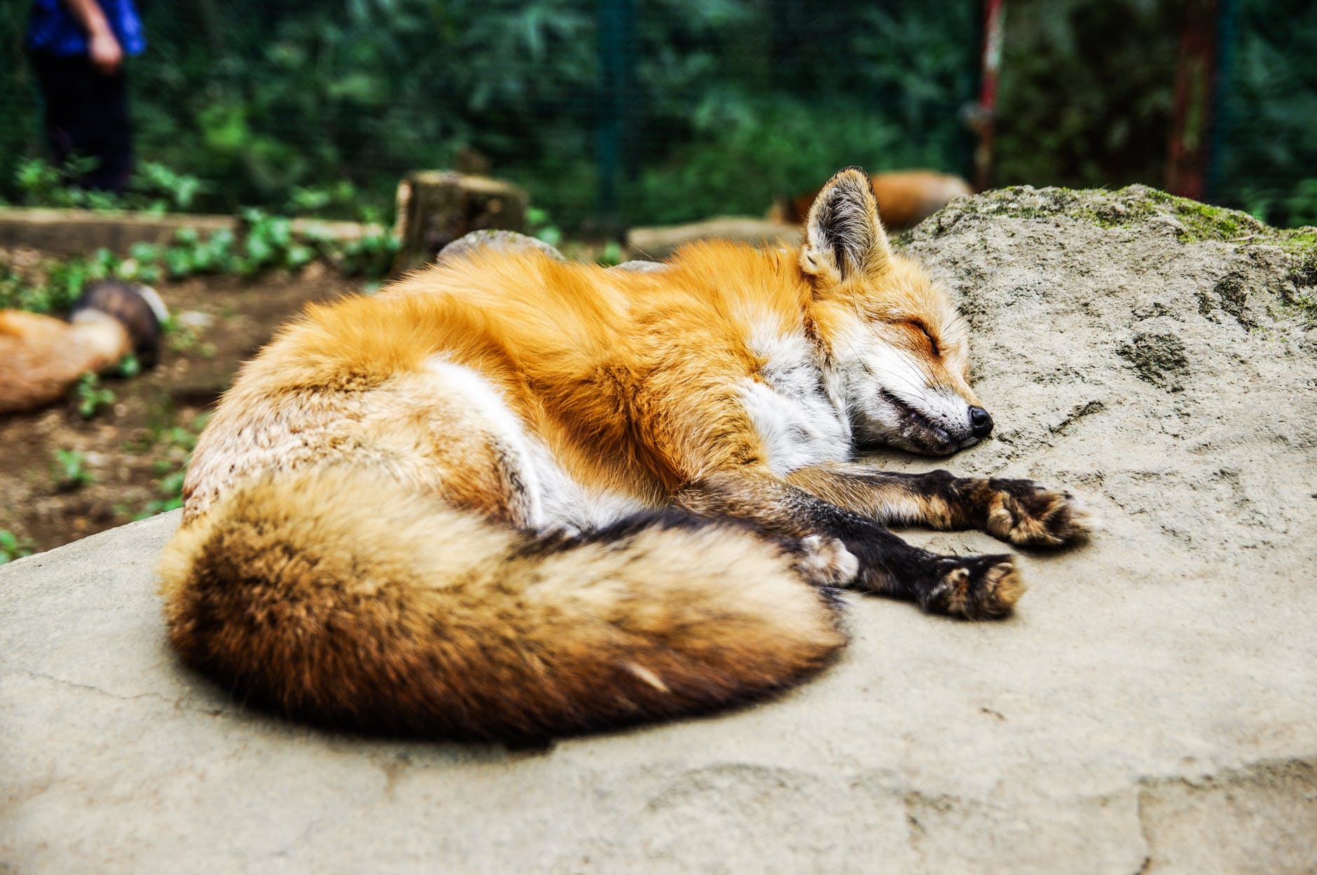 animal animal photography blur close up