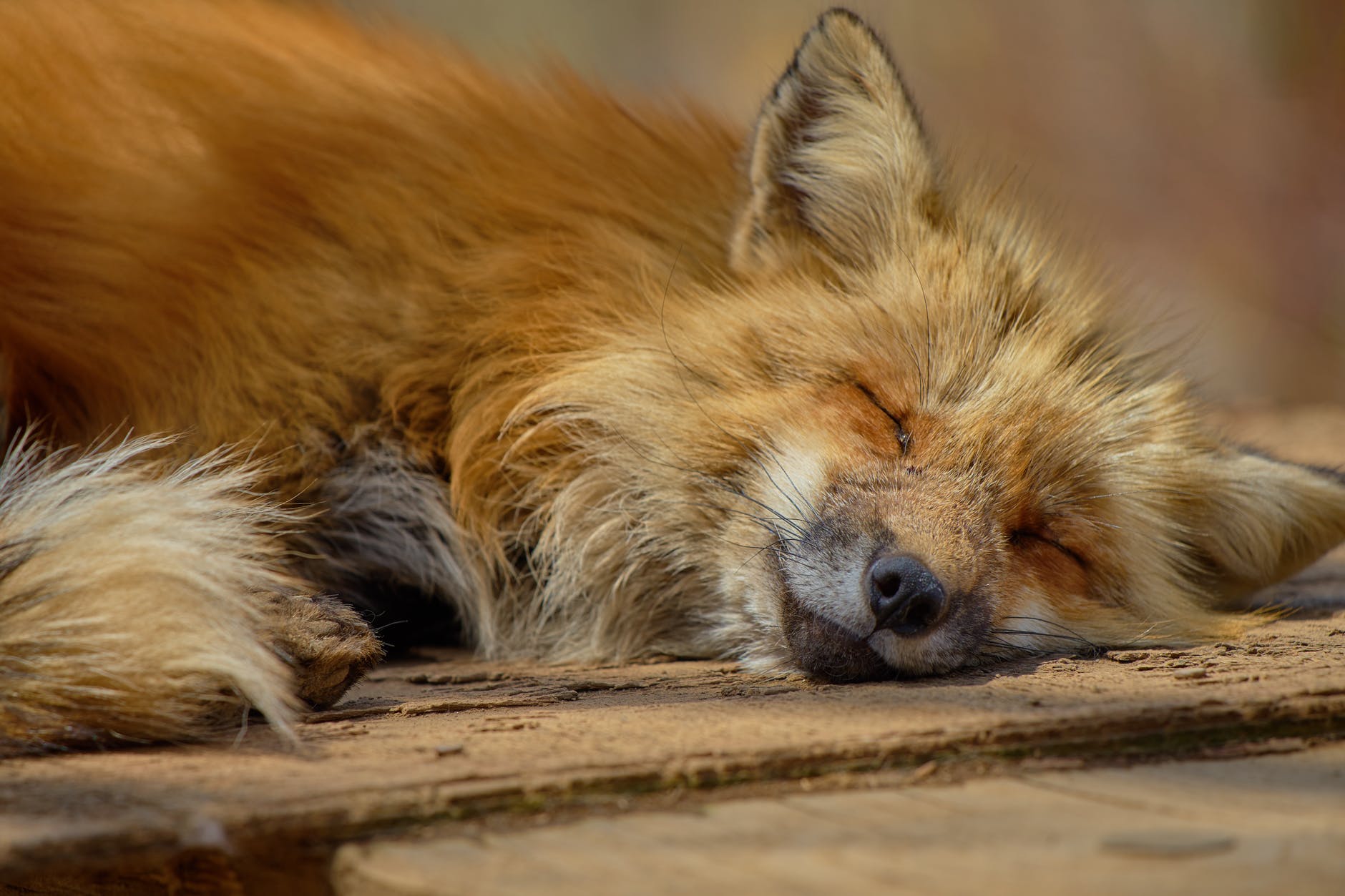 adorable animal canine carnivore