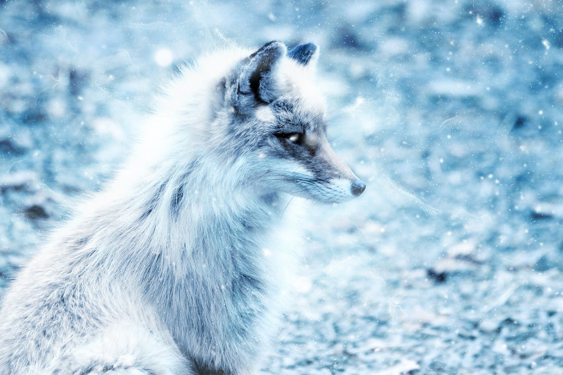 animal art canine close up